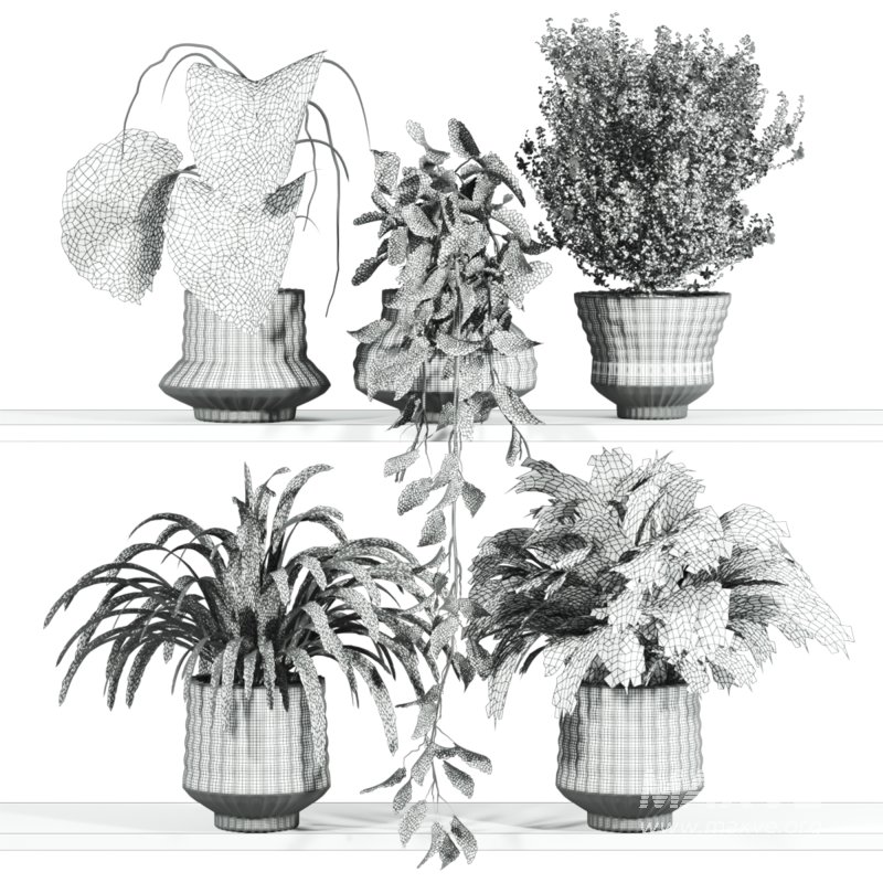 plants set on shelf - Image 5