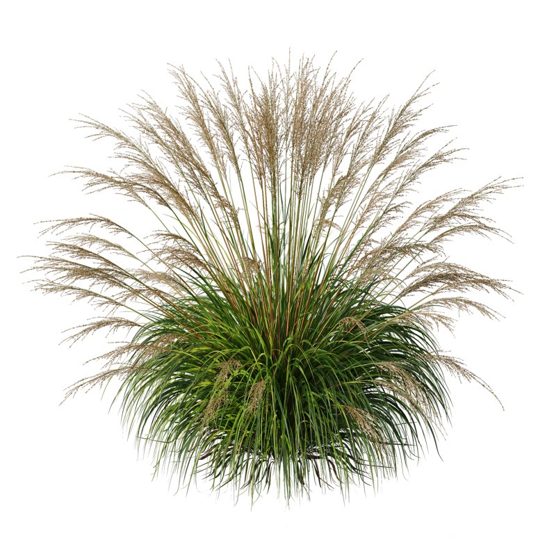 AV Molinia Caerulea Heidebraut Kleines Pfeifengras grasses - Image 4