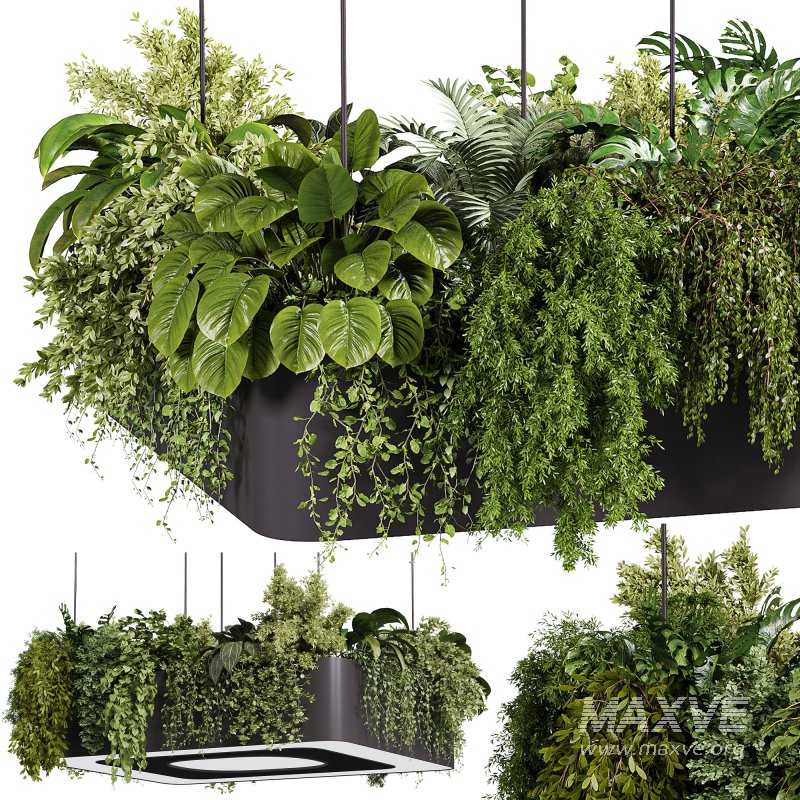 indoor plants – 64 Hanging indoor plant - Image 7