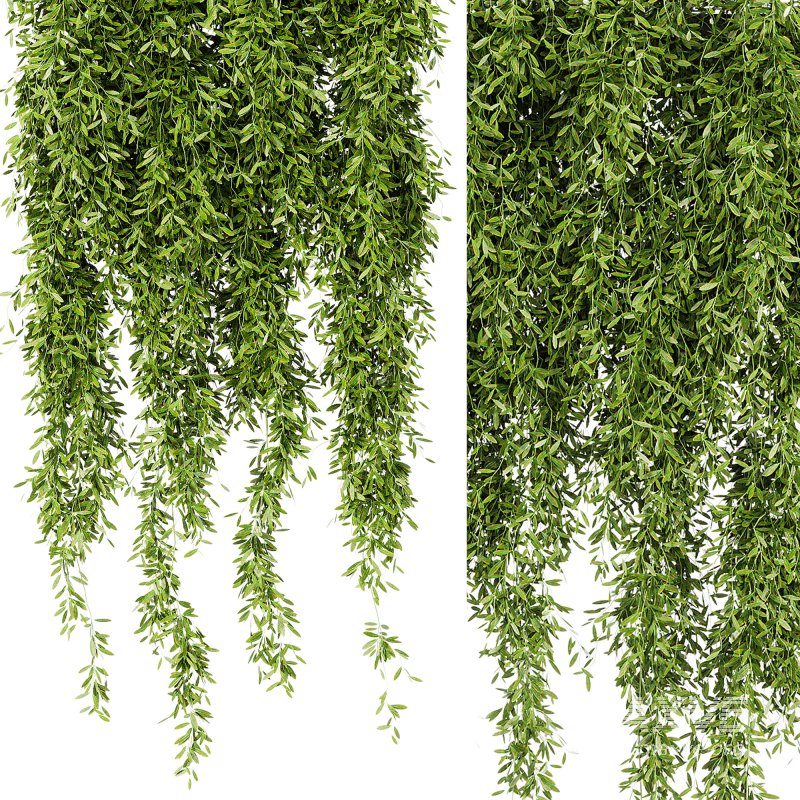 Indoor Plants – 21 hanging plants in pots - Image 3