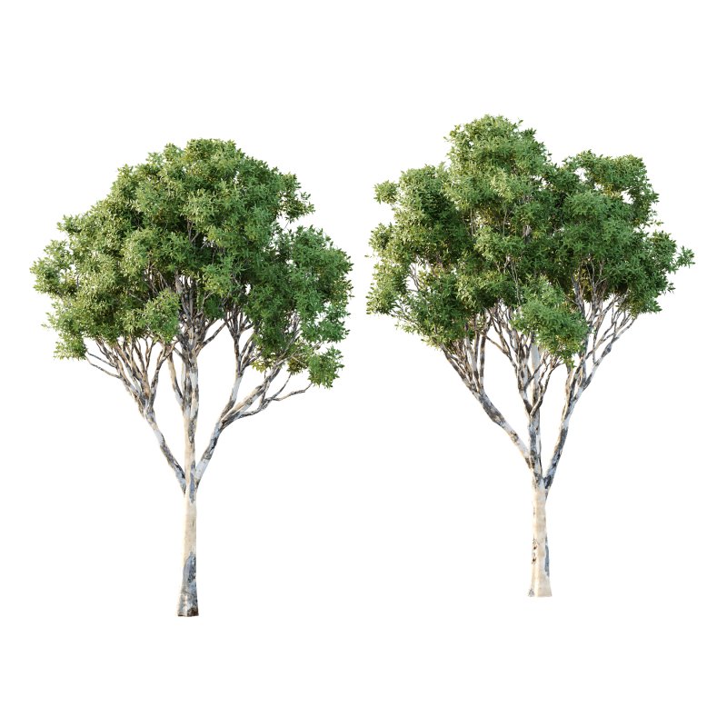 Sydney Blue Gum Tree 02 - Image 1