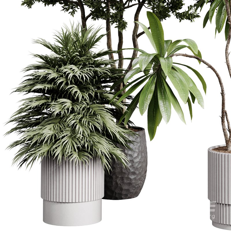indoor plants 111 – plant collections in pot - Image 6