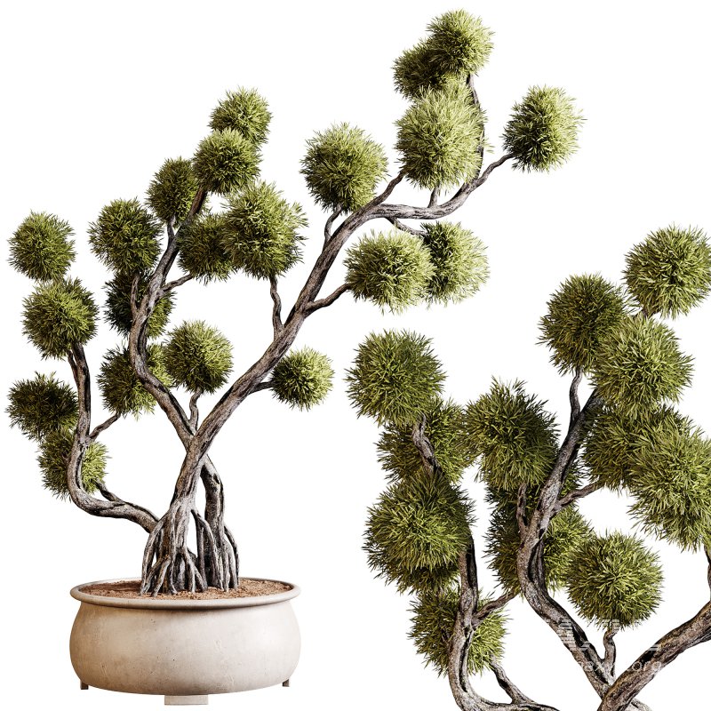 Indoor plants 74 – Bonsai Plant in pot - Image 1