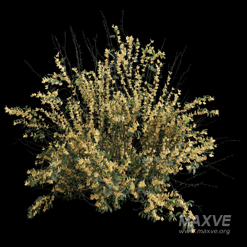 AV Cytisus scoparius 3 bushes - Image 5
