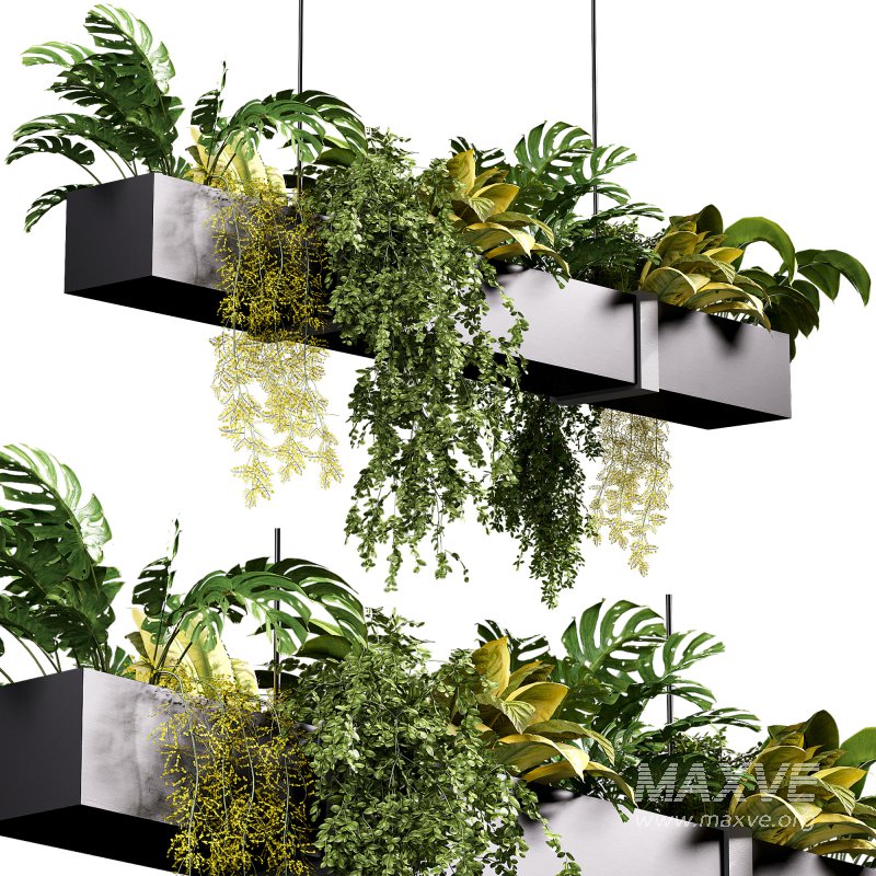 Hanging indoor Plants 04 - Image 4