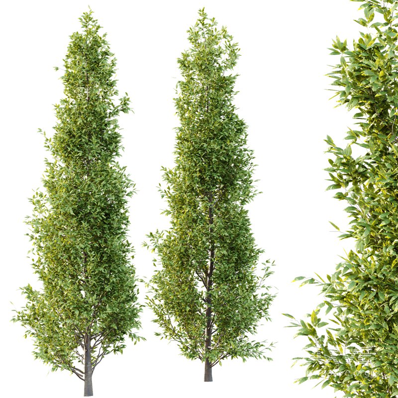 Fagus Grandifolia Tree 01 - Image 1