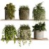indoor plants – 29 hanging plant in pot - Thumbnail 4