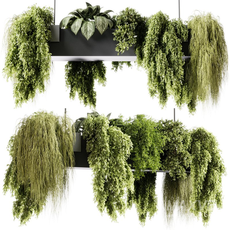 indoor plants 103- Hanging indoor plant - Image 4