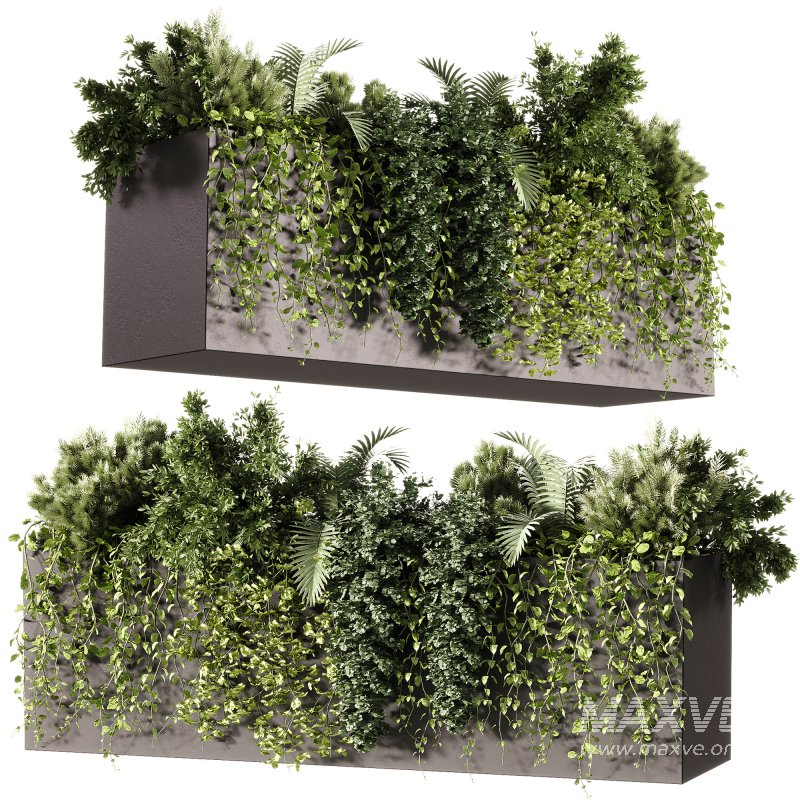 Indoor Plants – 24 Hanging plants - Image 5