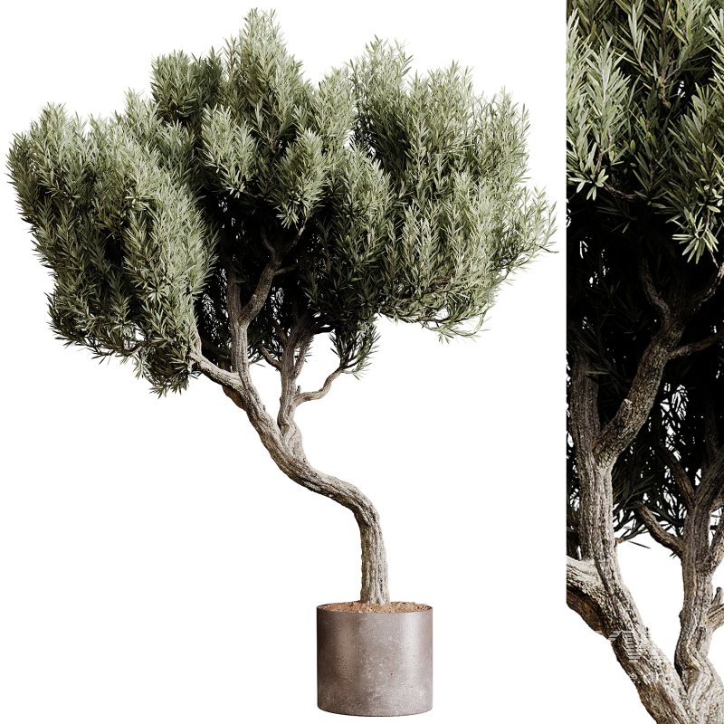 Indoor plants 80 – Plant in pot - Image 1