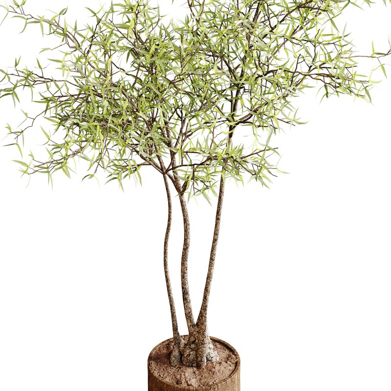 Indoor plants 100 – Plant in pot - Image 3