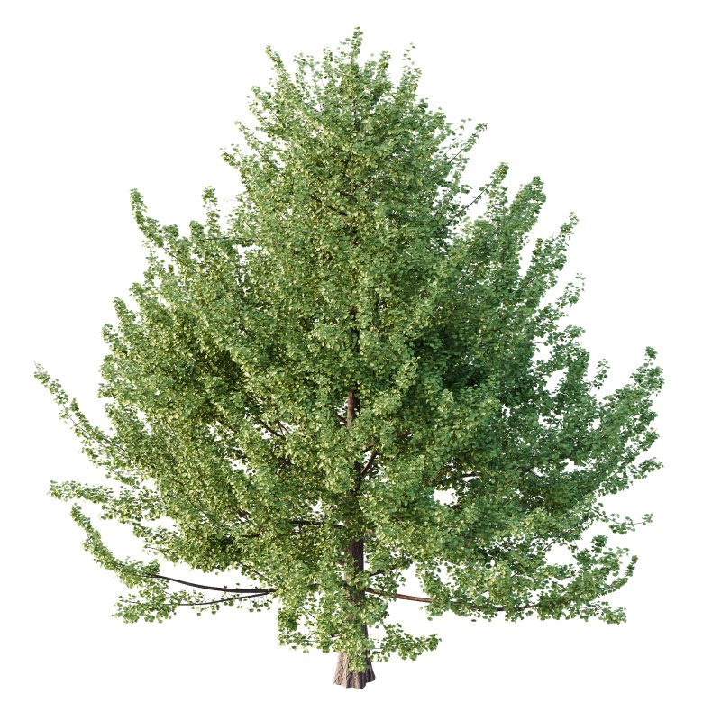 Maidenhair Ginkgo Biloba Tree 06 - Image 3