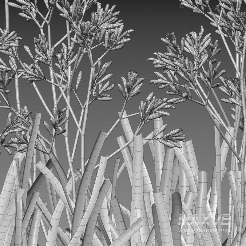 Anigozanthos flavidus – Kangaroo Paw 02 - Image 7