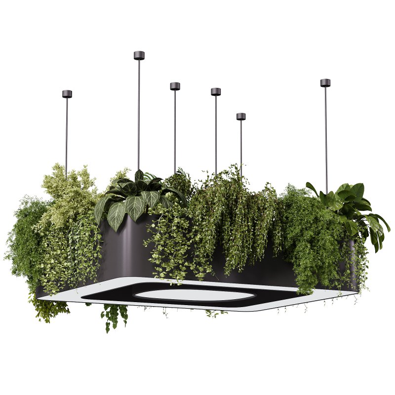 indoor plants – 64 Hanging indoor plant - Image 5