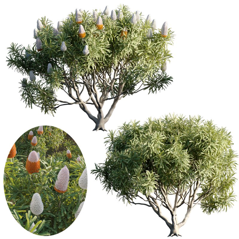 Banksia prionotes – Acorn banksia 03 - Image 2