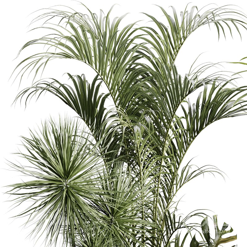 indoor plants 107 – plant collections in pot - Image 1