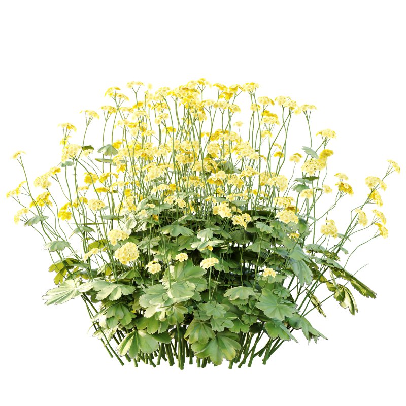 Alchemilla mollis flower Plant 01 - Image 3