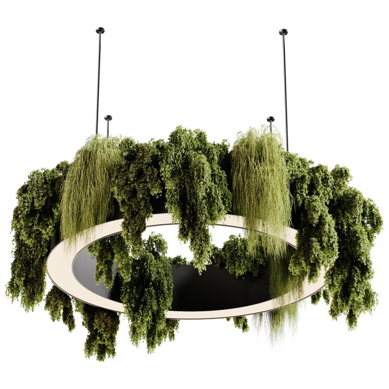 indoor plants 92- Hanging indoor plant - Image 6