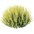 AV Plant Calluna Vulgaris Helena Summer Broom Heather Garden Girls02 - Thumbnail 2