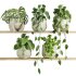 plants set on shelf - Thumbnail 1