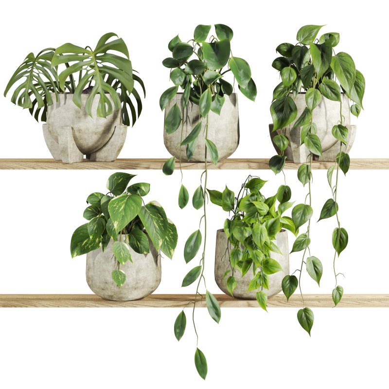 plants set on shelf - Image 1
