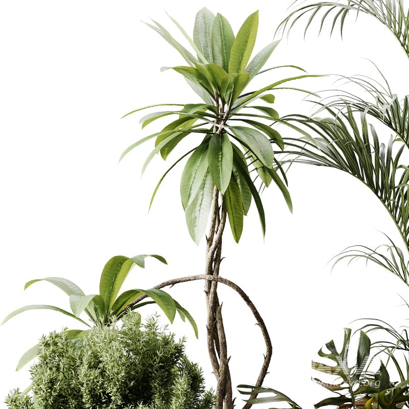 indoor plants 107 – plant collections in pot - Image 4