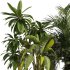 Indoor Plants collection – 72 Plants in pot - Thumbnail 5