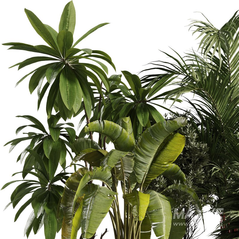 Indoor Plants collection – 72 Plants in pot - Image 5