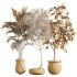 AV Indoor Plants Set 262 Japandi Ficus Dracaena Marginata and Areca Majesty Cat Reed Palm - Thumbnail 7