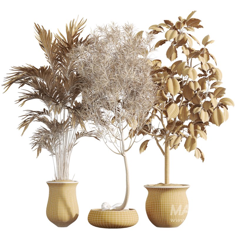 AV Indoor Plants Set 262 Japandi Ficus Dracaena Marginata and Areca Majesty Cat Reed Palm - Image 7