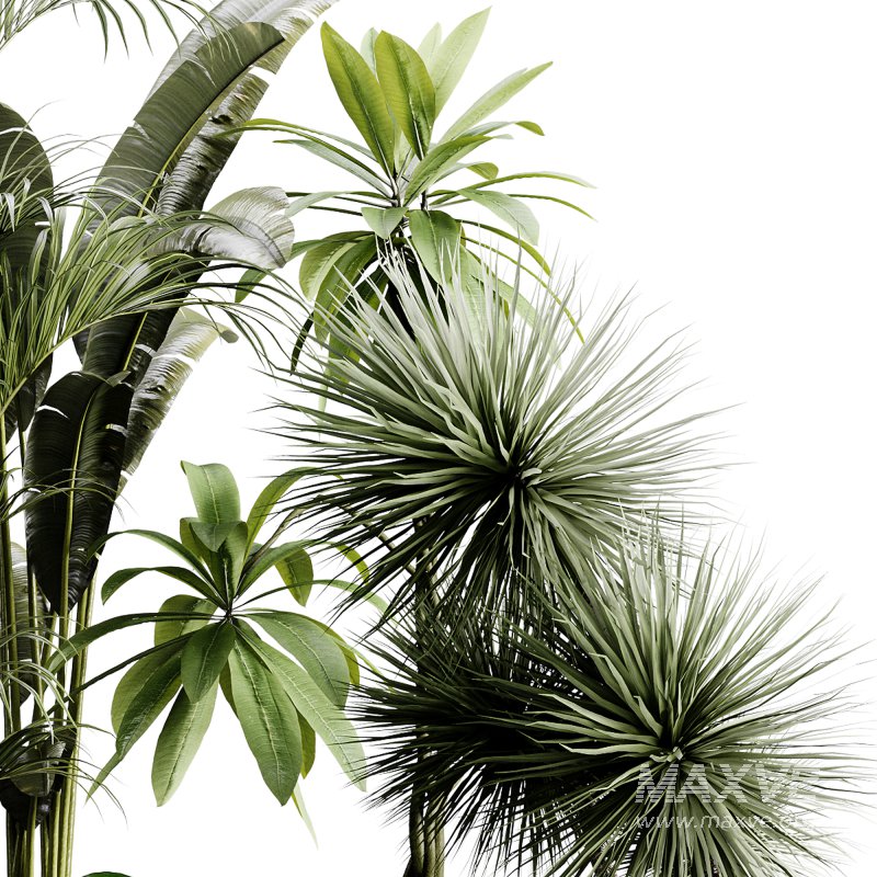 indoor plants 124 – plant collections in pot - Image 2