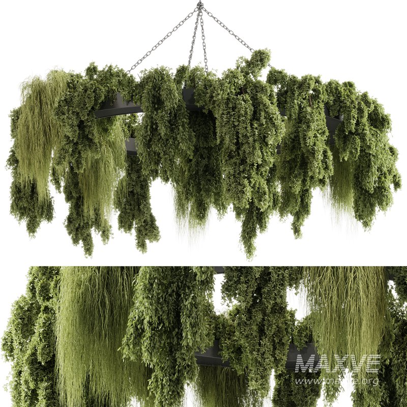 indoor plants 116 – Hanging indoor plant - Image 5