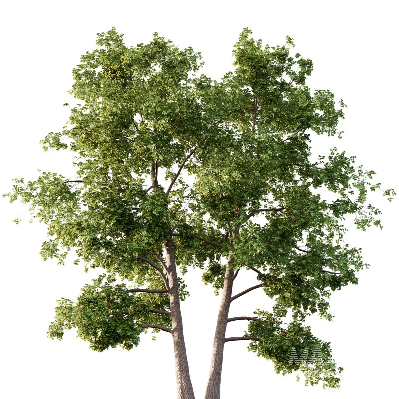 Alder Tree 03 - Image 4