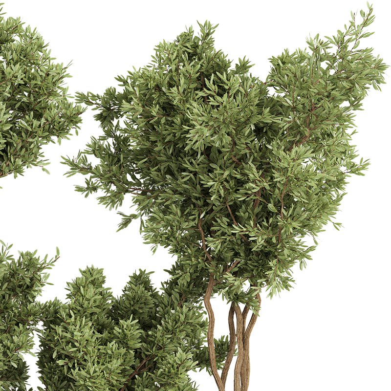 Indoor Collection plants 05 - Image 5