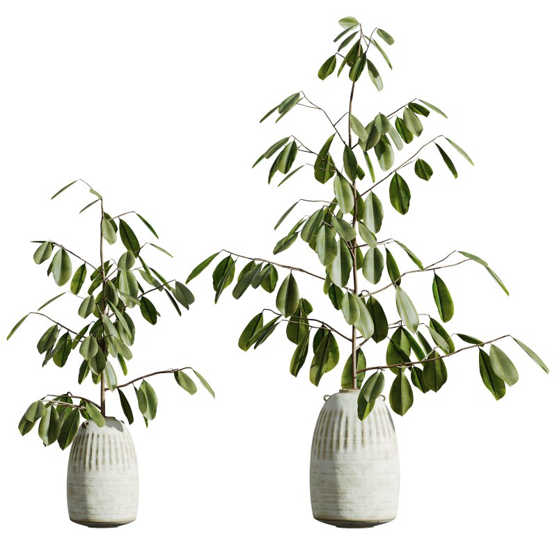 AV Indoor Plants Set 263 Japandi Ficus Dracaena Marginata and Mission Olive - Image 2