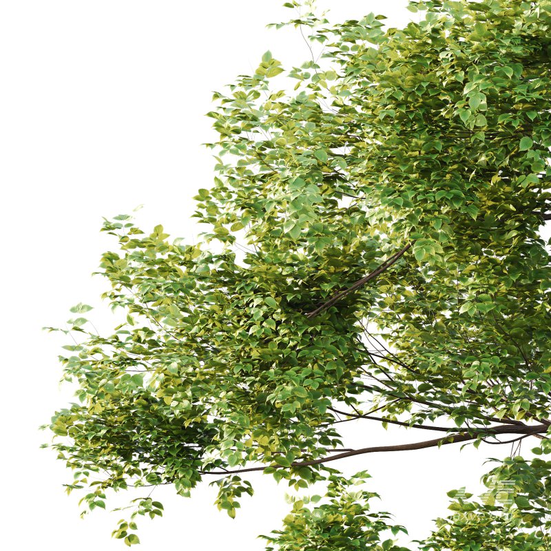 Alder Tree 05 - Image 4