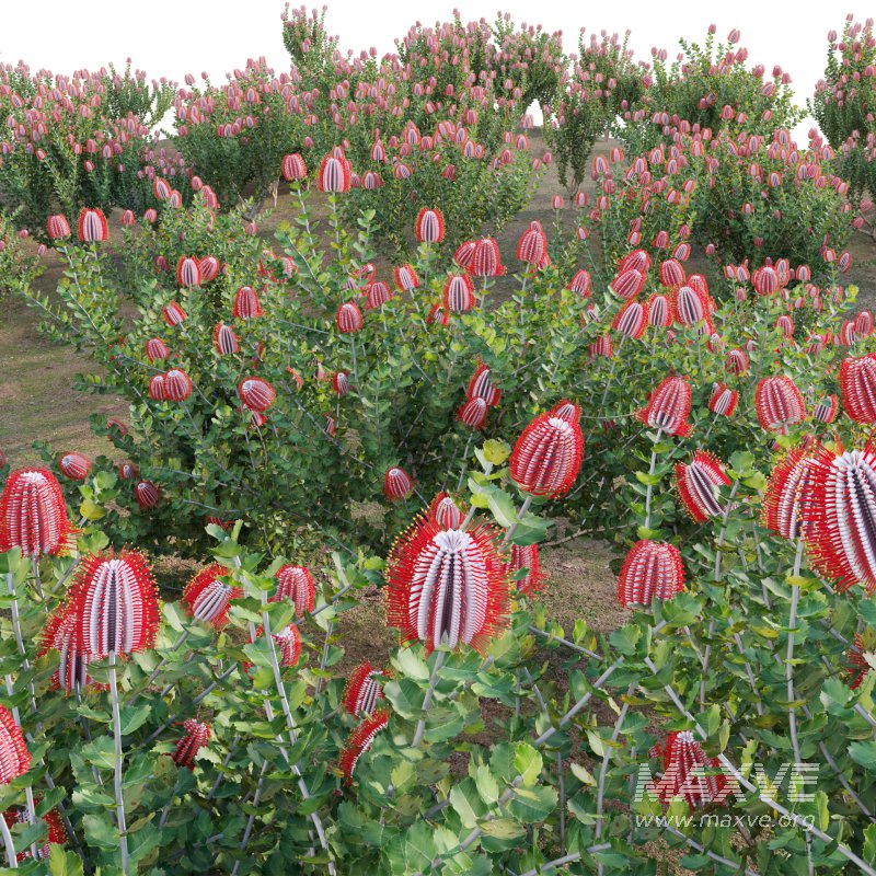 Scarlet Banksia – Banksia coccinea 02 - Image 5