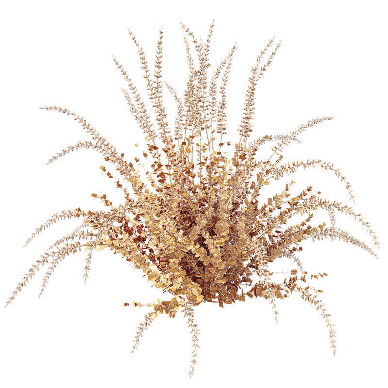 AV Plant Calluna Vulgaris Helena Summer Broom Heather Garden Girls03 - Image 3