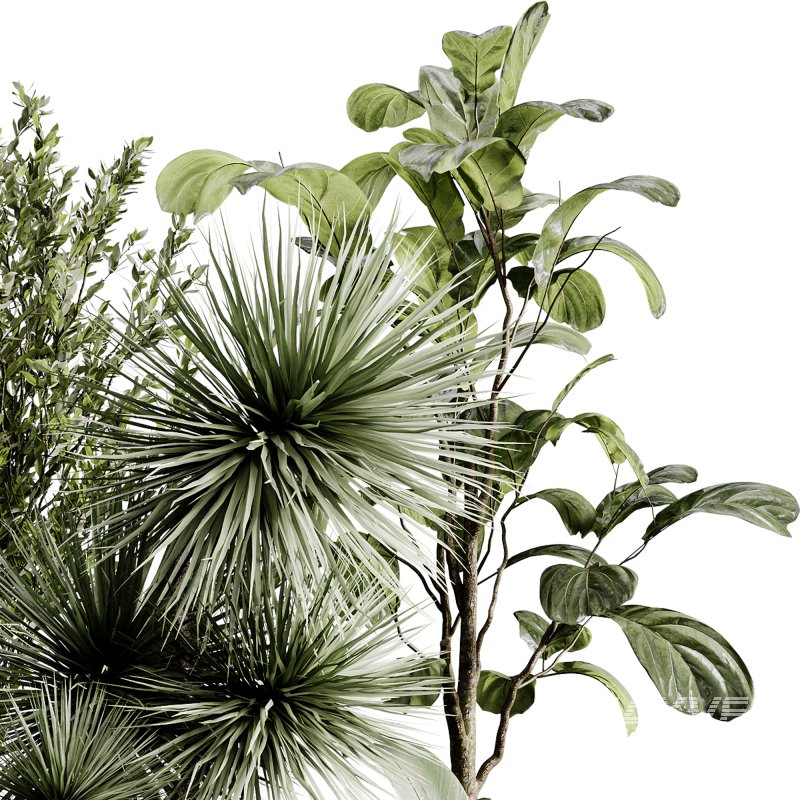 indoor plants 119 – plant collections in pot - Image 3