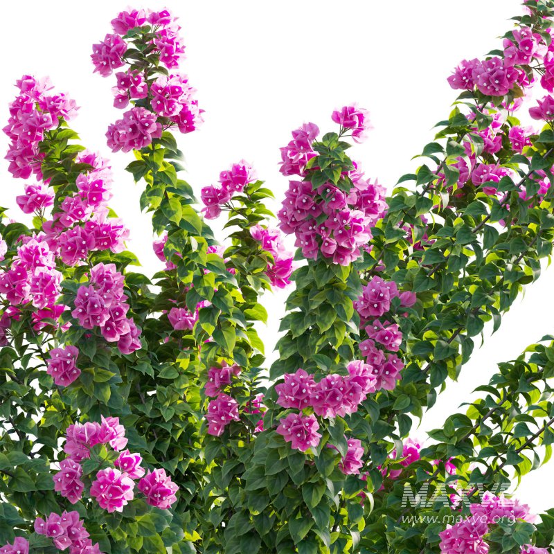 Bougainvillea – Paper Flower 01 - Image 3