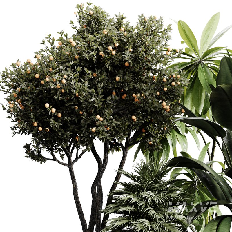 indoor plants 118 – plant collections in pot - Image 2