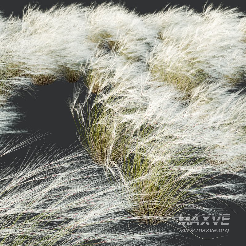 AV Stipa Grass Set is a breathtaking collection of elegant ornamental grasses - Image 6