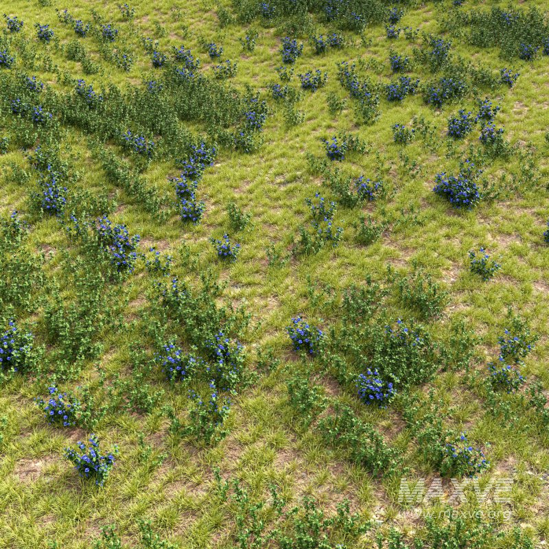 meadow (spring) - Image 5