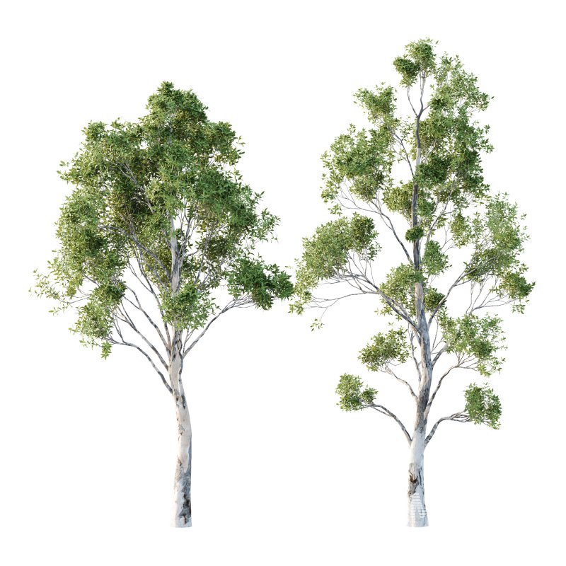 Sydney Blue Gum Tree 06 - Image 2