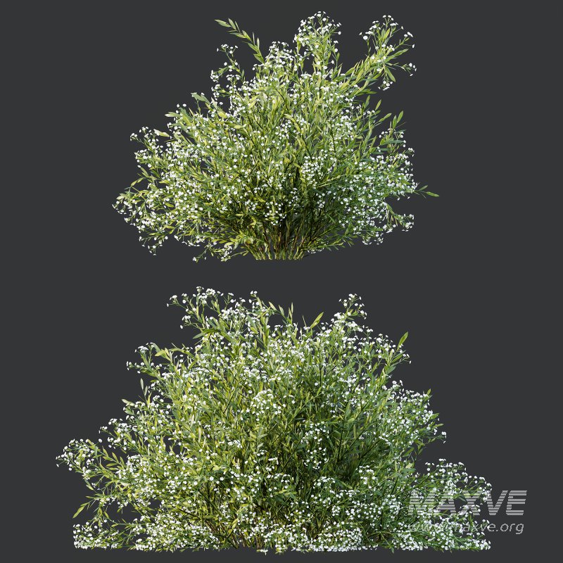 ntal landscapes, where they are prized for year-round texture and subtle seasonal shifts in leaf color. - Image 7