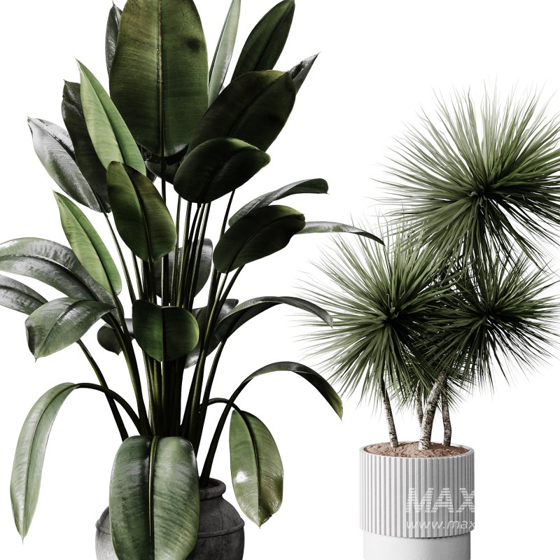 indoor plants 114 – plant collections in pot - Image 1