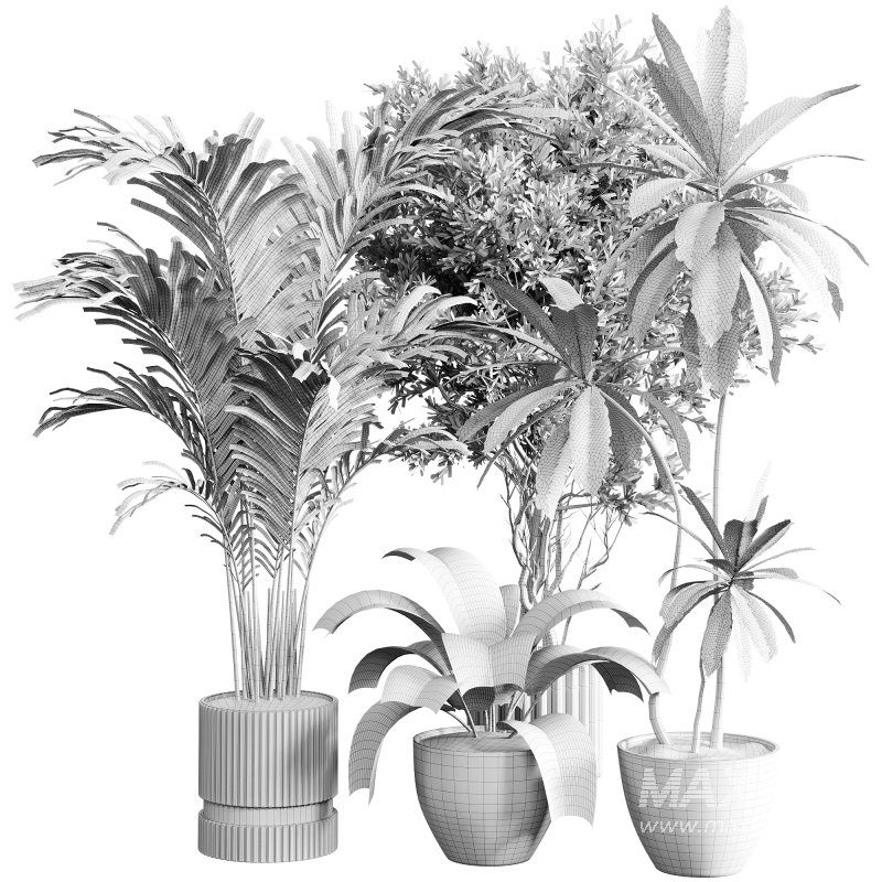 indoor plants 117 – plant collections in pot - Image 3