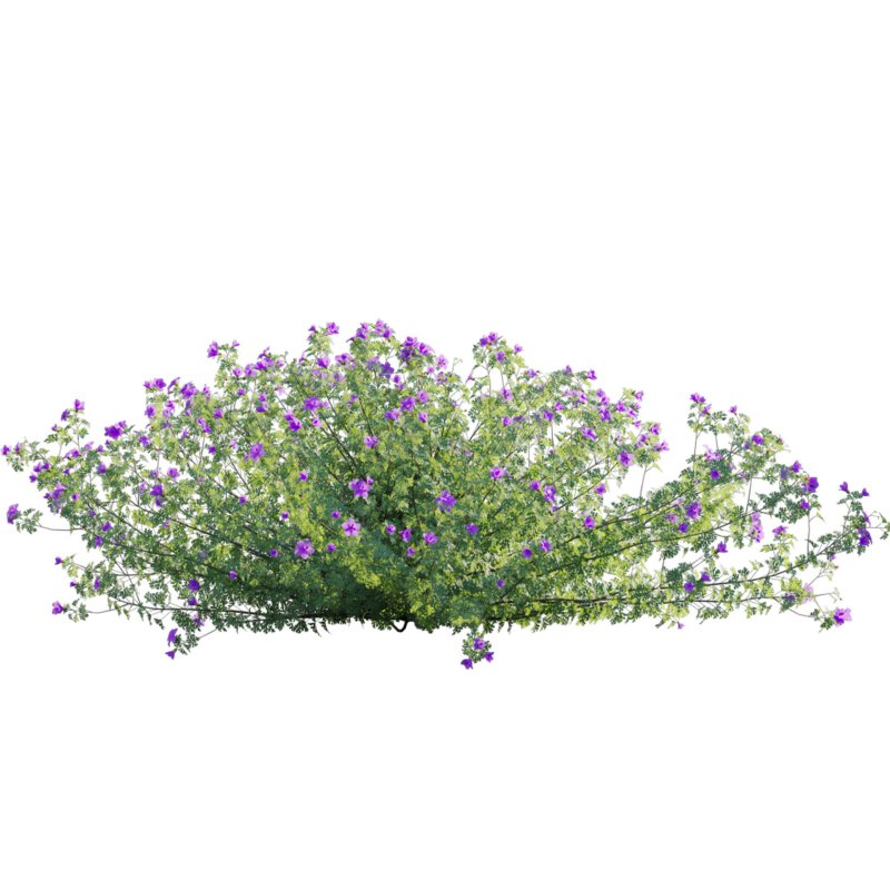 Alyogyne huegelii – Blue Hibiscus 01 - Image 2