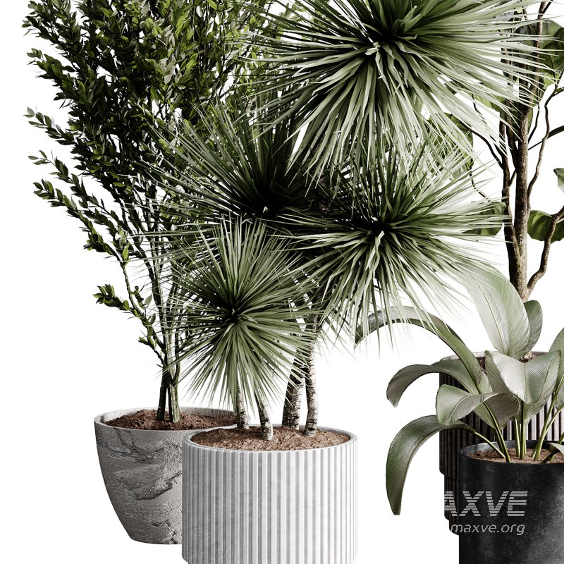 indoor plants 119 – plant collections in pot - Image 1