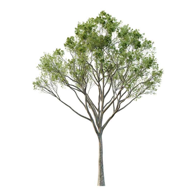 Acer Pseudoplatanus spring trees 03 - Image 3